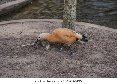 A graceful duck strolls on the sandy shore beside a tranquil pond, showcasing its beautiful plumage and natural behavior in a serene outdoor setting. - Powered by Shutterstock