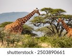 Graceful giraffes stride through the savannah of Kenya, their patterned necks rising against a backdrop of rolling hills, exemplifying the elegance and majesty of African wildlife.
