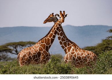 Graceful giraffes stride through the savannah of Kenya, their patterned necks rising against a backdrop of rolling hills, exemplifying the elegance and majesty of African wildlife.
