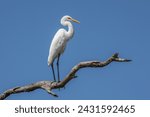 A graceful Great Egret perched on a dead branch showing its elegant curved neck against a clear blue sky in Arundel wetlands, a popular birding spot on the Gold Coast in Queensland, Australia.