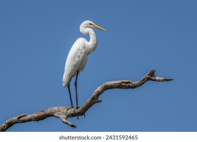 A graceful Great Egret perched on a dead branch showing its elegant curved neck against a clear blue sky in Arundel wetlands, a popular birding spot on the Gold Coast in Queensland, Australia. - Powered by Shutterstock