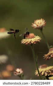 A graceful hoverfly resting on a delicate strawflower bloom, captured in a dreamy macro composition with soft background blur and gentle garden colors reflecting the beauty of nature. The picture was taken in August 2025 in Bangladesh.
