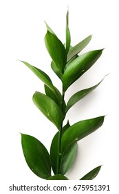 Graceful Israeli Ruscus, Isolated On White