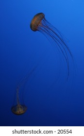 Graceful Jellyfish