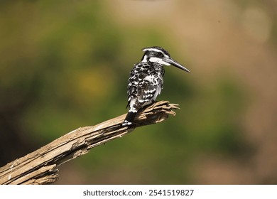 A graceful kingfisher perched atop a tree branch surrounded by lush green foliage - Powered by Shutterstock