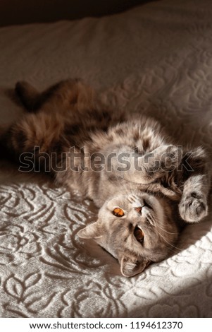 Similar – Fluffy cat lies snugly on the back, top view