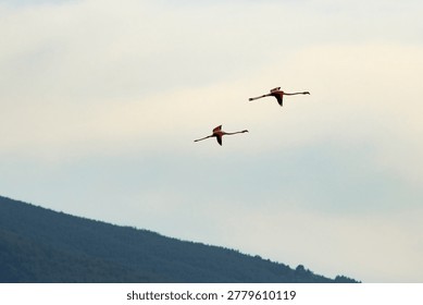 Graceful low angle shot of two greater flamingos soaring majestically through a bright sky over a hazy mountain range, displaying their vibrant pink plumage and black-edged wings in full flight.