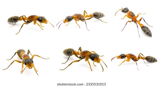 graceful, Mexican, slender or elongated twig ant - Pseudomyrmex gracilis - is a large, species native to Mexico and arid parts of the United States isolated on white background six views - Shutterstock ID 2335531015