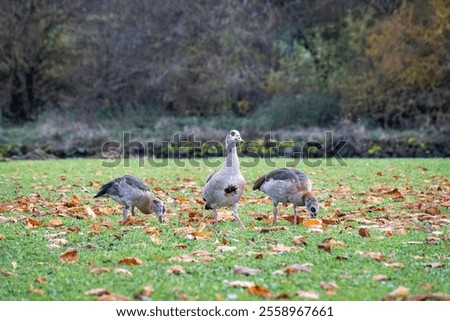 Similar – Image, Stock Photo Nile geese of the genus Alopochen aegyptiaca on the shore of Lake Phoenix in the light of the evening sun in the Hörde district of Dortmund in Westphalia
