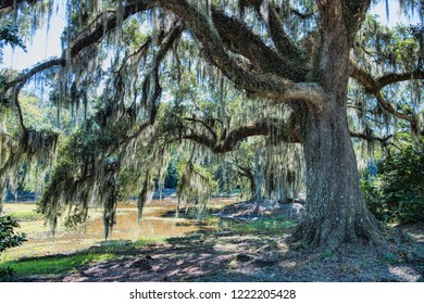 Graceful Old Moss-Draped Oak At Scenic Avery Island In Iberia Parish Louisiana In Fall