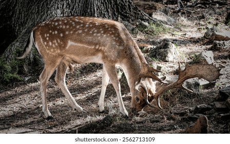 A graceful Persian fallow deer grazing in a woodland - Powered by Shutterstock