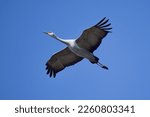 Graceful Sandhill Crane flying at a wildlife refuge.