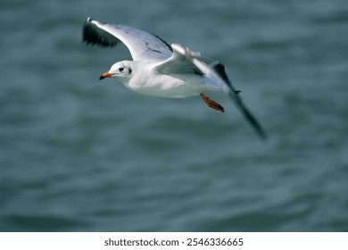 Graceful Seagull Soaring Over Ocean Waters - Powered by Shutterstock