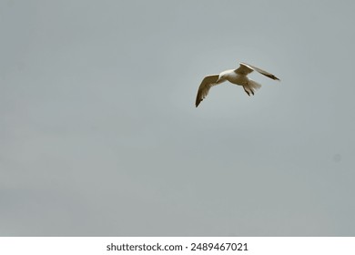 A graceful seagull soars effortlessly against the clear blue sky over the Cíes Islands in Galicia, Spain. - Powered by Shutterstock