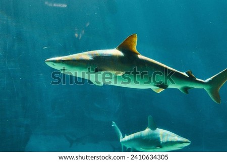 Graceful Sharks Gliding in Clear Blue Aquarium Waters