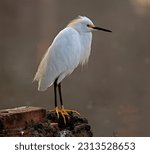 A graceful Snowy Egret (Egretta thula), resting upon a crumbled brick wall by the lakeshore, on the early morning of an autumn day