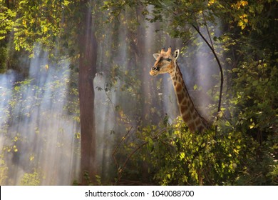 A graceful southern African Giraffe cow wonders through a dense forest with streaks of sunlight shining through dense shrub, onto her face.  An iconic image of mystery, wildlife and nature in harmony.