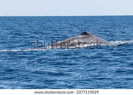 Graceful Sperm Whale Surfacing in the Blue Azores Waters