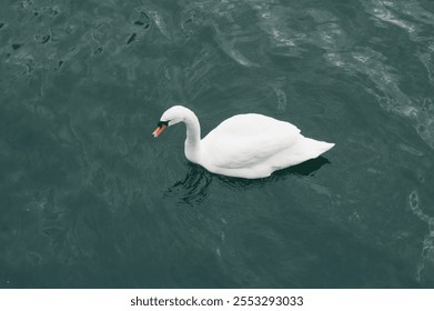 A graceful swan gliding across the calm waters in Stockholm, Sweden, surrounded by serene natural beauty, reflecting the peaceful and picturesque charm of the city's waterways - Powered by Shutterstock