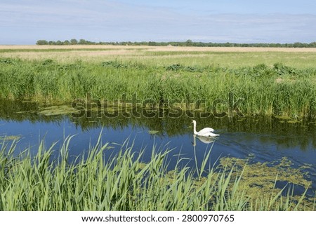 Graceful Swan in River Surrounded by Lush Green Wetland Vegetation. A majestic white swan glides peacefully through a narrow river channel bordered by dense reeds and green vegetation. The scene showcases the richness of wetland ecosystems and the elegance of native waterbirds.