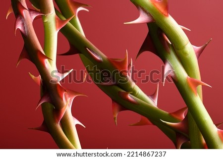 Graceful thorns on the branches, rose stems on a red background close-up.