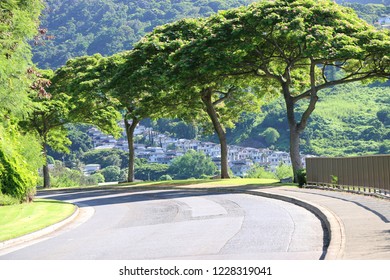 Graceful Trees Of Remembrance Line The Road To Punchbowl Cemetery, Honolulu, HI.