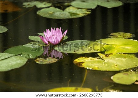 Graceful Water Lilies: Serene Pondscape