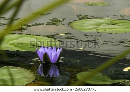 Graceful Water Lilies: Serene Pondscape