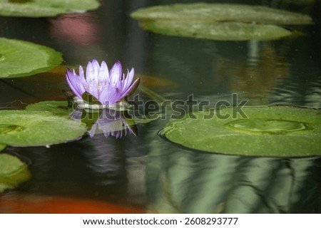 Graceful Water Lilies: Serene Pondscape