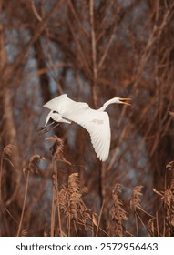 A graceful white heron spreads its wings, soaring over golden reeds in a tranquil wetland. The early morning light casts a serene glow on the natural surroundings