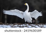 Graceful White Swan Landing on a Snowy Lakeshore

Winter Beauty: A Majestic Swan Against a Snowy Background

