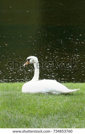 Similar – Image, Stock Photo gooseneck Swan Bird Animal