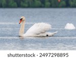 Graceful white Swan swimming in the lake, swans in the wild. Portrait of a white swan swimming on a lake. The mute swan, latin name Cygnus olor.