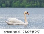 Graceful white Swan swimming in the lake, swans in the wild. Portrait of a white swan swimming on a lake. The mute swan, latin name Cygnus olor.