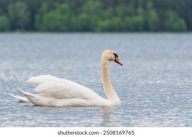 Graceful white Swan swimming in the lake, swans in the wild. Portrait of a white swan swimming on a lake. The mute swan, latin name Cygnus olor. - Powered by Shutterstock