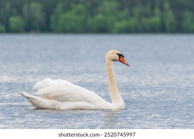 Graceful white Swan swimming in the lake, swans in the wild. Portrait of a white swan swimming on a lake. The mute swan, latin name Cygnus olor. - Powered by Shutterstock