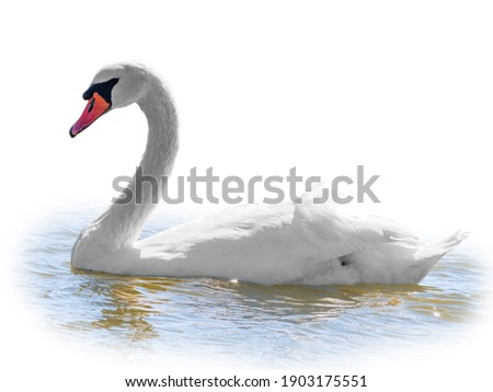 Graceful white Swan swimming in the lake, isolated on white background. Portrait of a white swan swimming on a lake. The mute swan, latin name Cygnus olor.