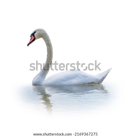 Graceful white Swan swimming in the lake, isolated on white background. Portrait of a white swan swimming on a lake. The mute swan, latin name Cygnus olor.