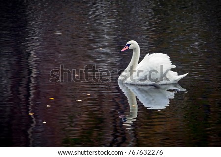 graceful white Swan swimming in the lake , swans in the wild
