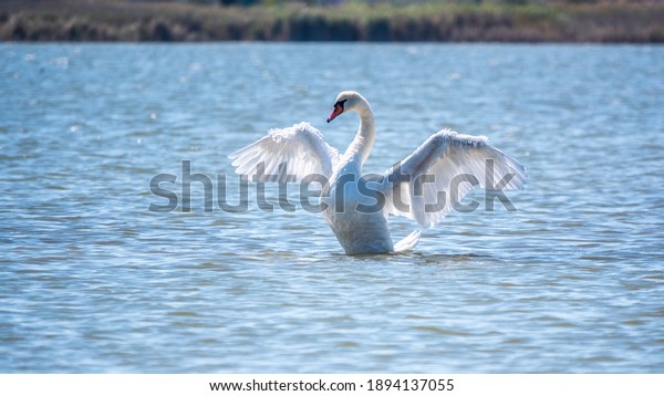 Graceful white Swan swimming in the lake and flaps\
its wings on the water. White swan is flapping its wings above calm\
blue water surface background. The mute swan, latin name Cygnus\
olor.