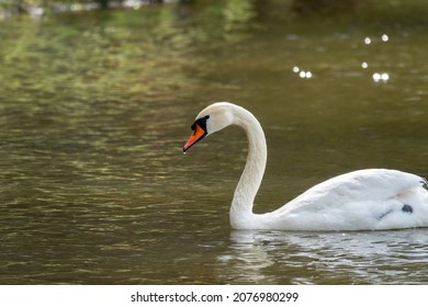 A graceful white swan swimming on a lake with dark green water. The white swan is reflected in the water. The mute swan, Cygnus olor