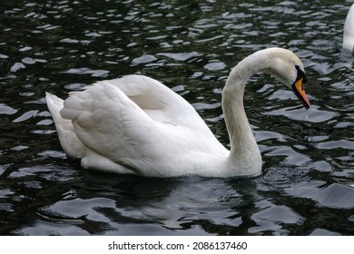 A graceful white swan swimming on a lake with dark water. The white swan is reflected in the water. The mute swan, Cygnus olor