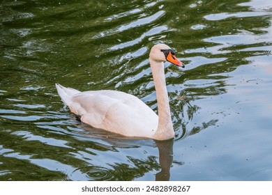 A graceful white swan swimming on a lake with dark water. The white swan is reflected in the water. The mute swan, Cygnus olor - Powered by Shutterstock