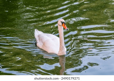 A graceful white swan swimming on a lake with dark water. The white swan is reflected in the water. The mute swan, Cygnus olor - Powered by Shutterstock