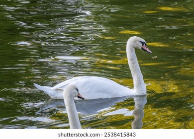 A graceful white swan swimming on a lake with dark water. The white swan is reflected in the water. The mute swan, Cygnus olor - Powered by Shutterstock