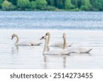 Graceful white Swans swimming in the lake, swans in the wild. The mute swan, latin name Cygnus olor.