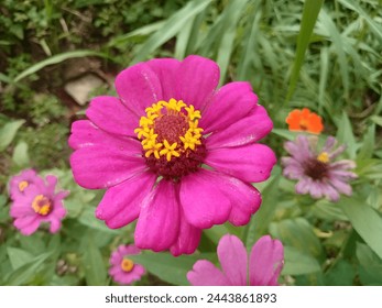 the graceful zinia flower that grows in the yard