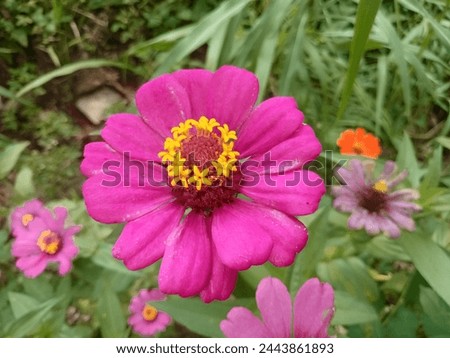 the graceful zinia flower that grows in the yard