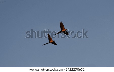 Gracefull flight in blue infinit