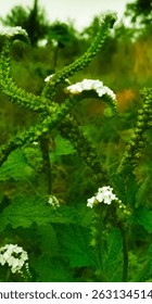Gracefully coiled and crowned with tiny white blossoms, this wild plant thrives in the quiet corners of the landscape. Its spiraling green stems and soft floral accents embody nature’s artistry, 